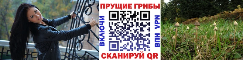 купить закладку  Куса  Галлюциногенные грибы Magic Shrooms 